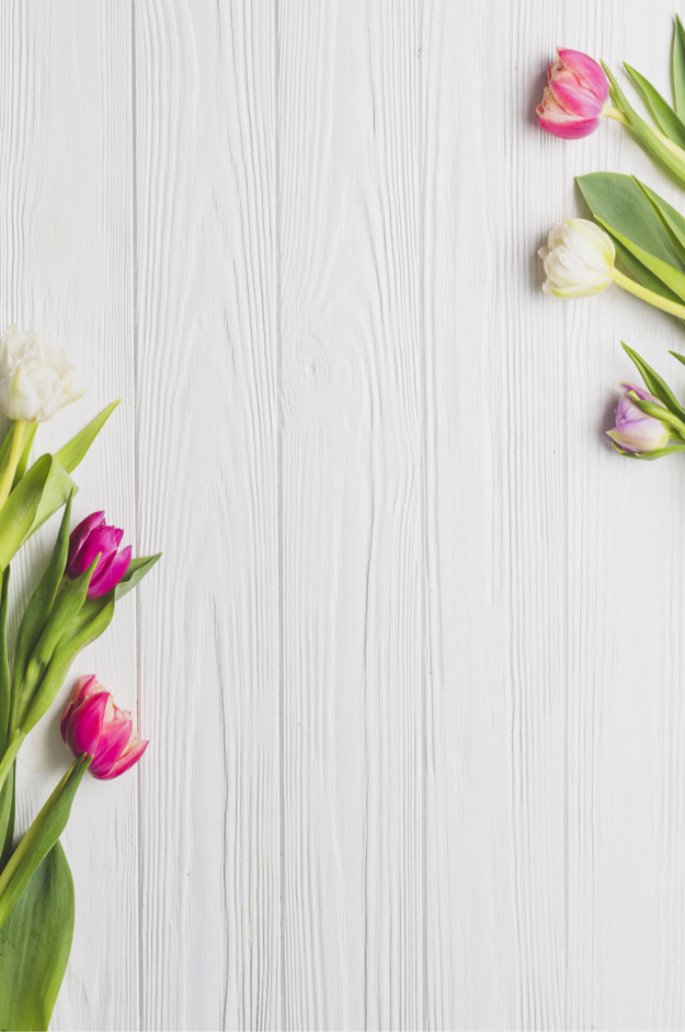 Free Photo | Beautiful tulips on white